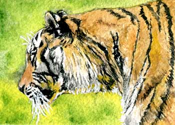 "Tiger" by Beverly Larson, Oregon WI - Watercolor - SOLD